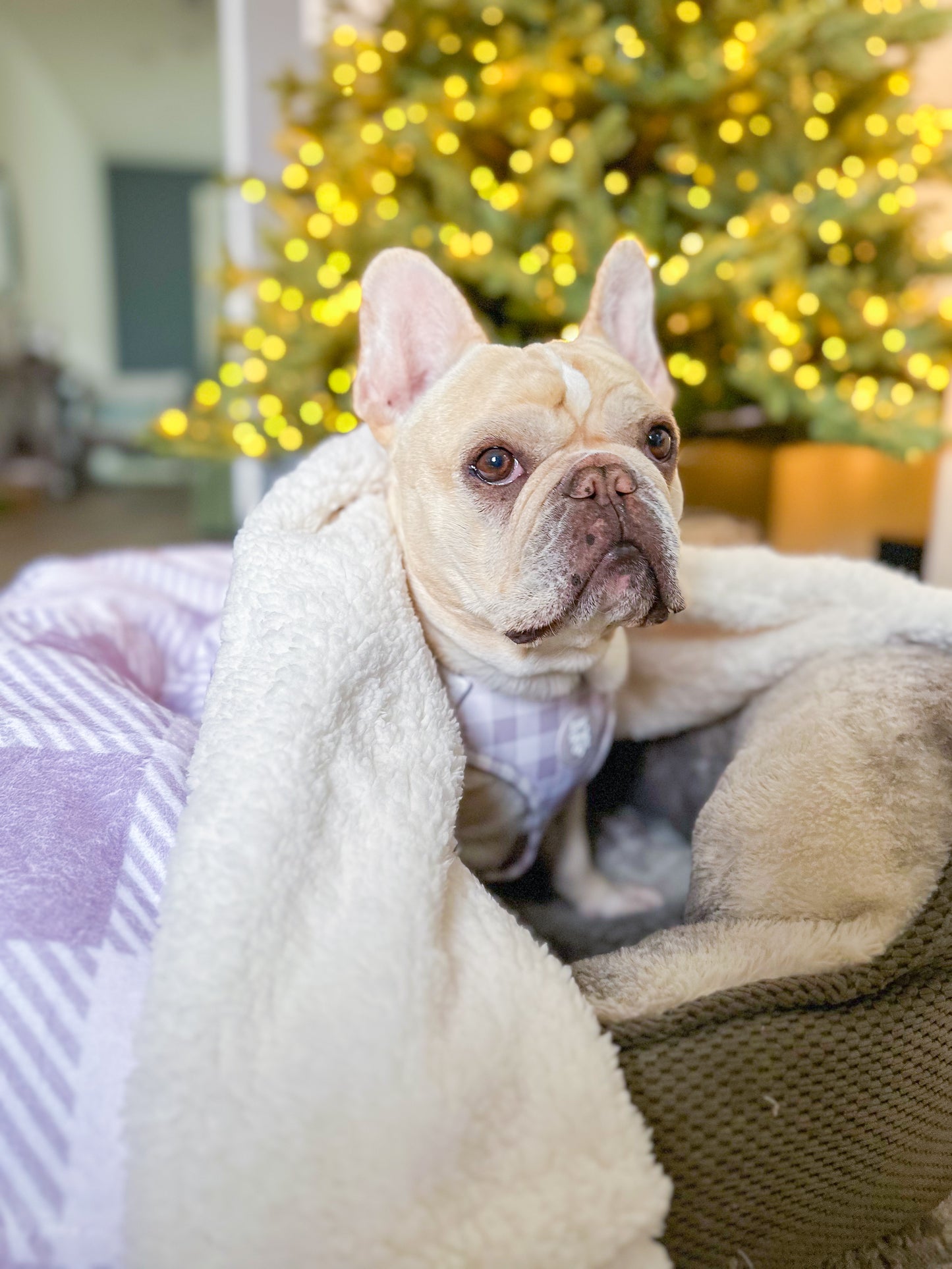 Sugar Plum Dog Blanket