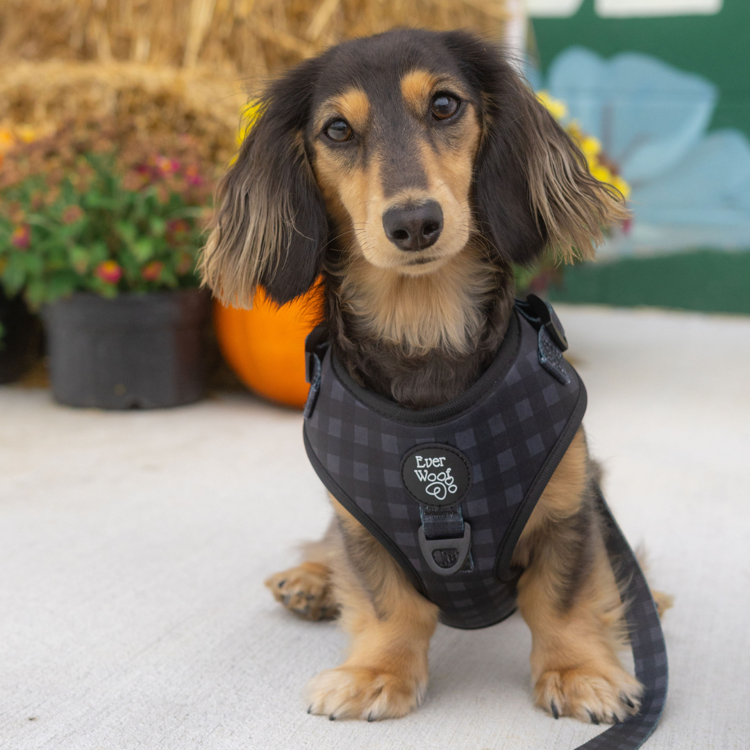 Midnight Hour Adjustable Harness