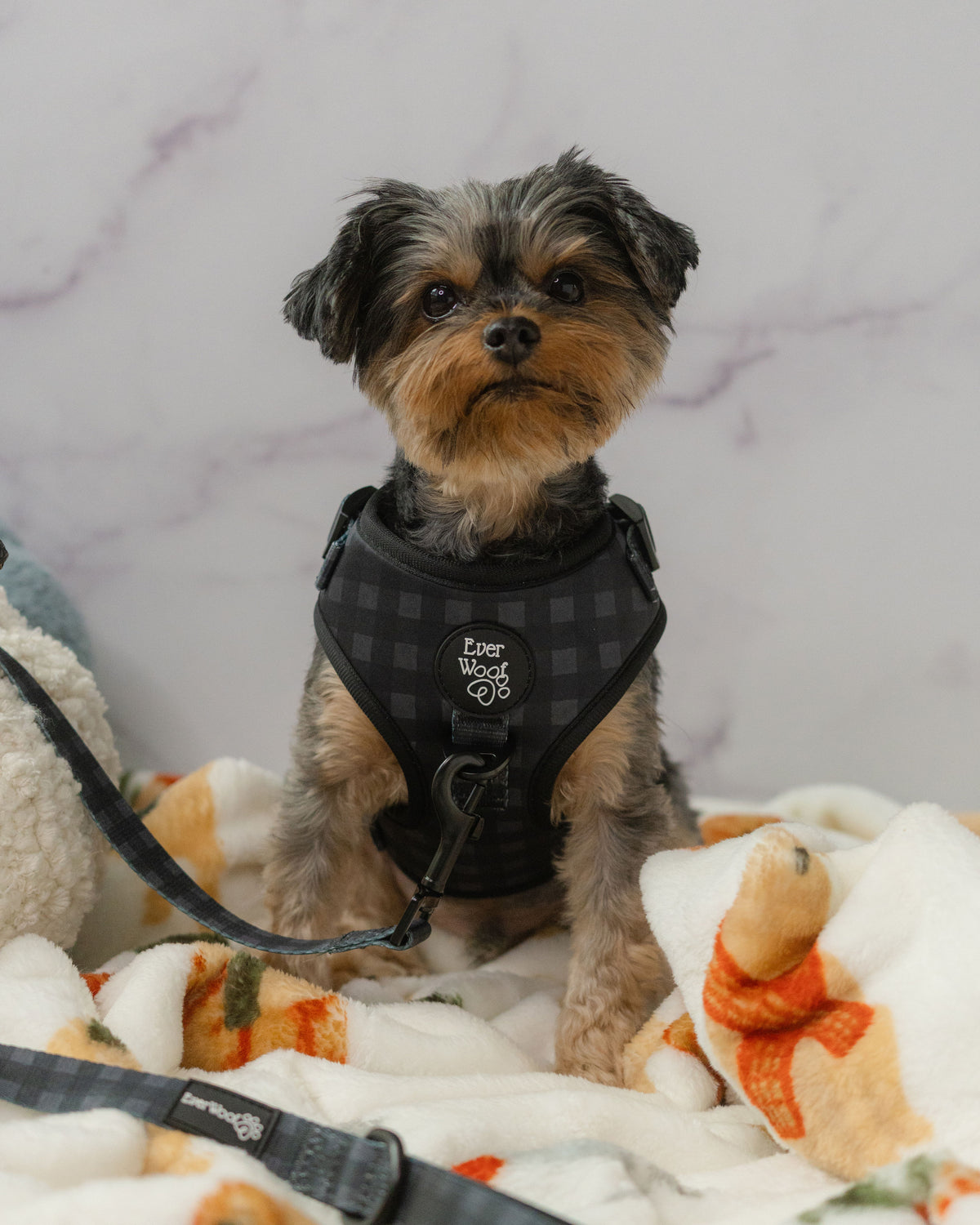 Midnight Hour Adjustable Harness