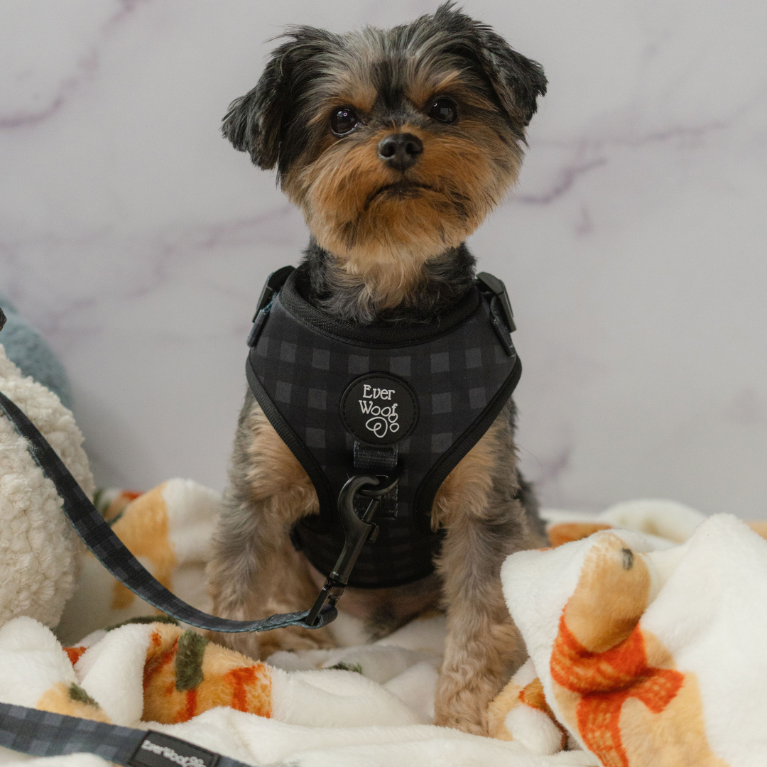 Midnight Hour Adjustable Harness