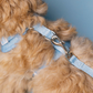 Star Gaze Adjustable Harness
