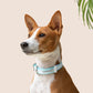 Cloud Nine Waterproof Collar